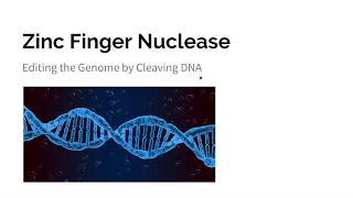 Zinc Finger Nucleases ZFNs [upl. by Elocel648]