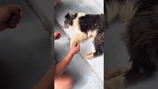 Saving abandoned dog left by former owner on the street❤️ [upl. by Ahsert]