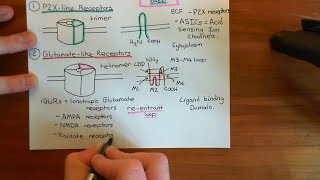 The GABAA Receptors Part 1 [upl. by Kannry]