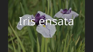 Iris ensata [upl. by Chicoine869]