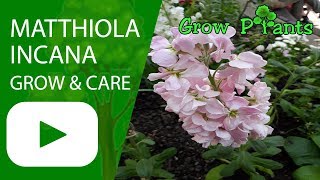 Matthiola incana  grow and care [upl. by Aizahs771]