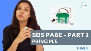 SDS PAGE  Part 2  Principle  Hindi [upl. by Artcele]