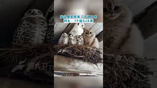 猫头鹰和猫惊人 推荐 搞笑 [upl. by Ymmat]