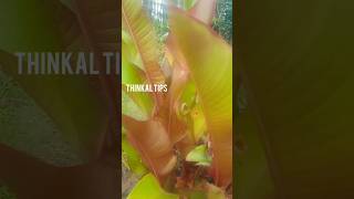 Red leaf plants  thinkal tips   short viral  red leaf plants [upl. by Sclar]