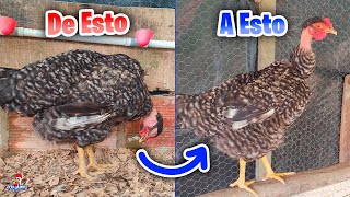 Así se Cura una Gallina Triste  Cómo curar ENF3RMED4DES en gallinas [upl. by Esorbma]