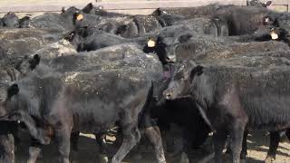 133 YAMMATREE ANGUS WEANER STEERS HGP FREE  AV 2281KG CURFEWED [upl. by Goltz]