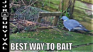 HOW TO BAIT A PIGEON TRAP [upl. by Yerok]