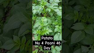 Patato Nu 4 Paani Pukhraj Allu Nu 4 Paani [upl. by Urbai802]