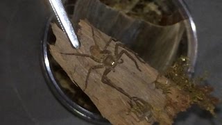 Huntsman Spider Setup amp Rehouse  Glowing Eyes [upl. by Tomkins467]