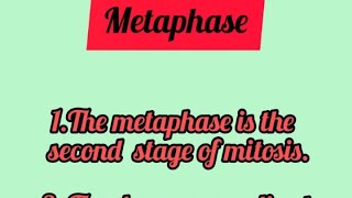 Metaphase shortsfeed shortsvideo shorts youtubeshorts [upl. by Guod]