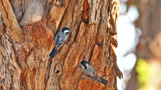 Birds Look For New Home [upl. by Knuth617]