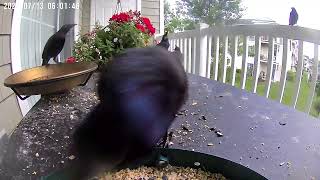 Grackles on a cloudy morning [upl. by Mcnelly]