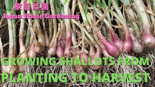 Growing shallots from kitchen shallots from planting to harvest [upl. by Tanaka82]