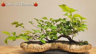 Bonsai Ulmus minor var raft [upl. by Ylrevaw]