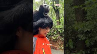 The Daily Life of a Yunnan Girl and a Gibbonanimals [upl. by Aivax]