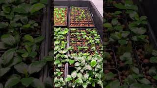 Anubias Nana Aquarium Plant Farm 🌱 [upl. by Hodgkinson]