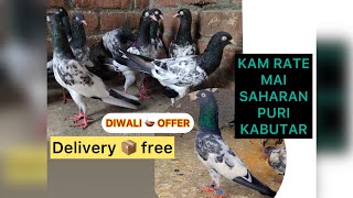 SAHARANPURI KABOOTARSALE DIWALI 🎆🎇OFFER🥳BHUT KAM RATE MAI👍SAHARANPURI KABUTARORIGINAL101 HAI [upl. by Attej734]