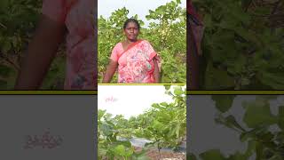 అంజీర తోట ఒక్కో చెట్టుకి 40 కిలోలు anjeer farming raitunestham dryfruits [upl. by Lain]