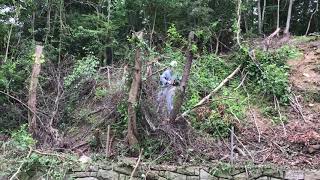 Episode 108 Hillside tree brush and vine removal [upl. by Bega]