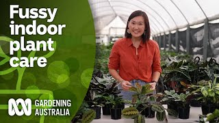 How to fix common indoor plant problems  Indoor Plants  Gardening Australia [upl. by Lisab339]