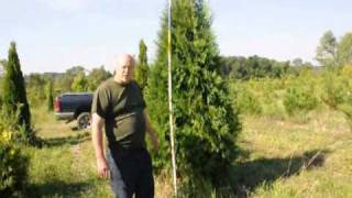 Our 34 ft Thuja Green Giant Arborvitae [upl. by Ezechiel]