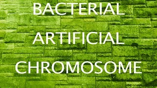 Bacterial Artificial Chromosomes [upl. by Pederson]