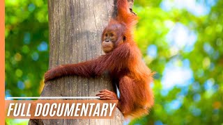 Sabah Malaysian Borneo  Full Documentary [upl. by Krebs]