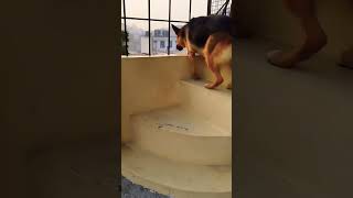 German shepherd dog barking  gsd dog barking  dog barking  puppy barking  dogs voices [upl. by Ram]