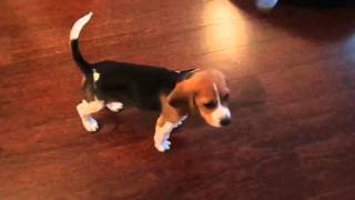 Boris The Beagle With 9 Weeks old [upl. by Osnerol916]