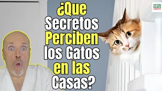 😱 ¿QUE SECRETOS PERCIBEN LOS GATOS EN LAS CASAS 😱 [upl. by Ladnyc901]