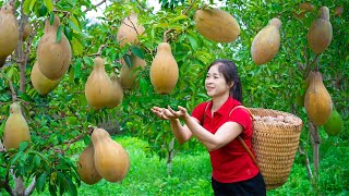 Harvesting Sapodilla amp Goes To Market Sell  Gardening And Cooking  Lý Tiểu Vân [upl. by Aztilay]