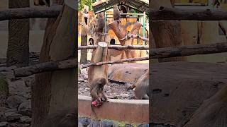 Hamadryas baboon animals shorts [upl. by Adlesirk]