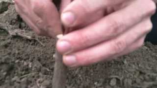 Kalemljenje voca  Fruit trees cleft graft HD [upl. by Enoob]