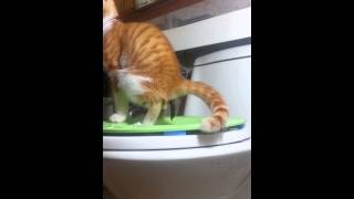 고양이 양변기 이용 Cat utilize toilet stool [upl. by Nylirahs768]