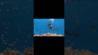 Scuba Diving in Red Sea foryou respect travel reels youtubeshorts love viralvideo [upl. by Lamberto800]