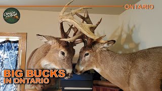 INSANE Deer Action in Northwestern Ontario  Canada in the Rough [upl. by Cressler]