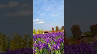 Dutch Irises in full bloo 荷蘭鳶尾 花 花園 Iridaceae flowers flowers beautifulflowers ers 花語 [upl. by Gottfried]