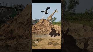 Pigeon Giraffe Eagle And Quail Rabbit shorts shortvideo shortsviral [upl. by Amyas]