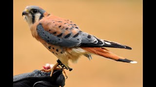 🦉🦅 HALCÓN CERNÍCALO  Conoce esta bella ave [upl. by Pardoes]