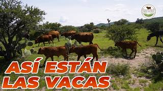 CHULADA DE VACAS  Rancho Cinco Talentos  Ganado  Zacatecas [upl. by Htessil]