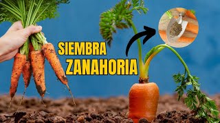 Siembra de Zanahoria Cuidados y riego🥕🥕 [upl. by Petty]