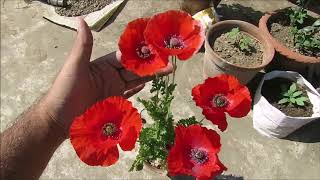 How To Grow Poppy Flower  Poppy Care Tips  Planting Poppies  পপি  पॉपी [upl. by Norrek]