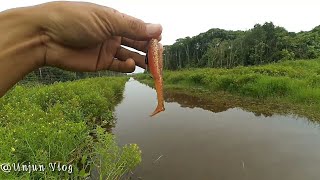 Casting Gabus Snakehead [upl. by Isewk]