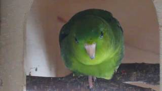 Lineolated Parakeet Henry talking [upl. by Alexine]