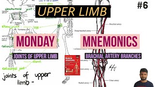 Brachial Artery Branches Mnemonics  Upper limb Types Of Joint Mnemonics  1 Year Anatomy Mnemonics [upl. by Temp]