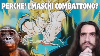 Perché i MASCHI COMBATTONO [upl. by Arymat]