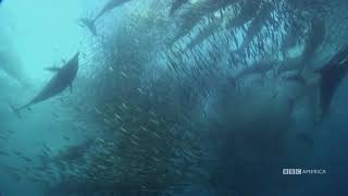 Epic Underwater Feeding Frenzy  Natures Great Events  BBC America [upl. by Enortna]