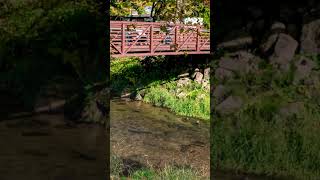 Salmon Days may be over but there’s still lots to see at the Issaquah Salmon Hatchery [upl. by Otir]