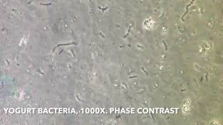 Bacteria in yogurt under the microscope 1000x [upl. by Jaala]