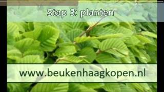 Beukenhaag planten instructie en tips voor het planten van uw beukenhaag [upl. by Thisbee]